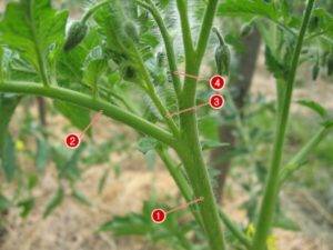 Как формировать помидоры в теплице и открытом грунте