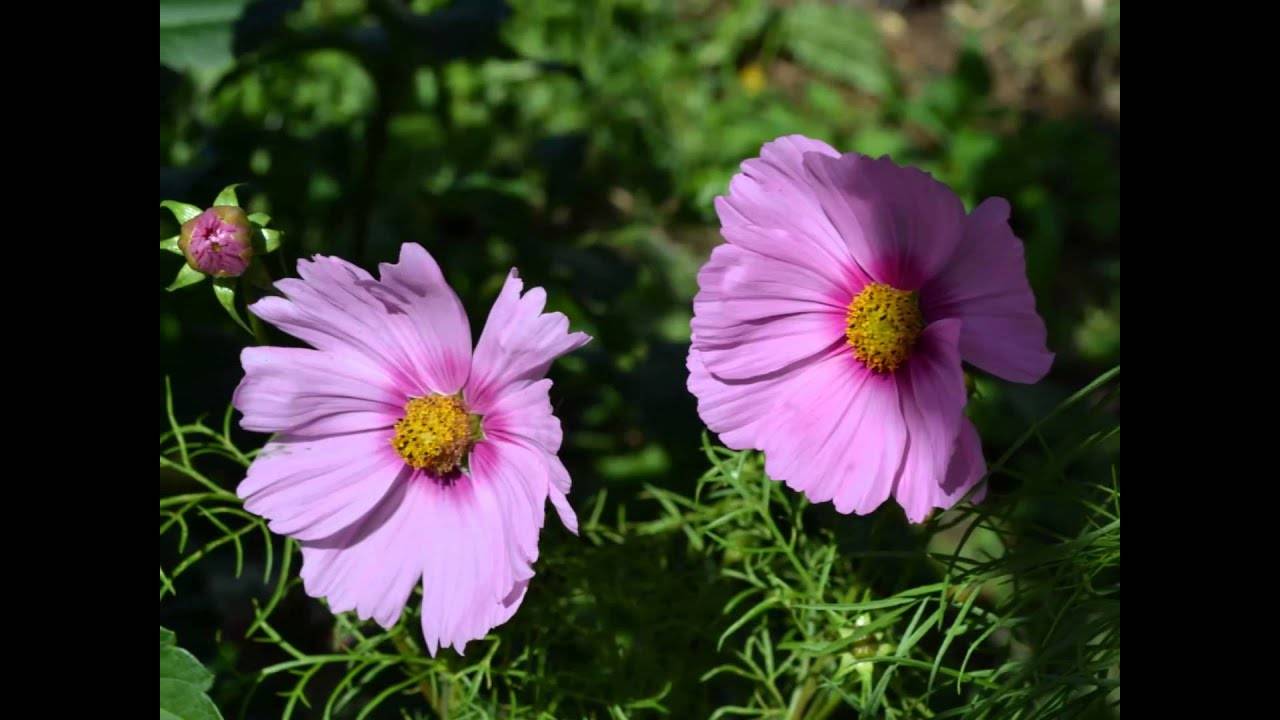 Какие цветы нельзя держать дома и почему? топ-25 опасных для здоровья растений +приметы | ( 25+ фото & видео )