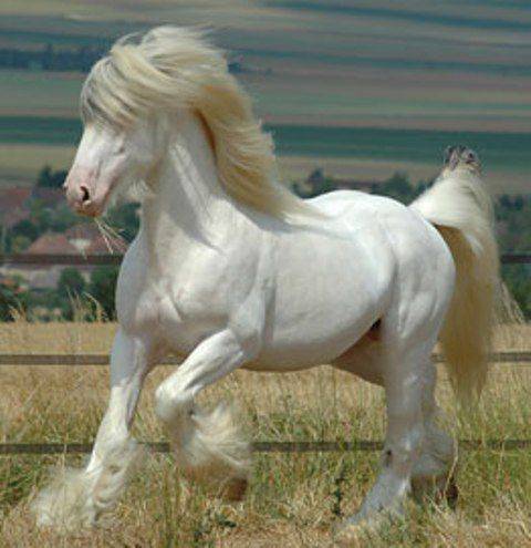 Какая лошадь самая дорогая в мире?
