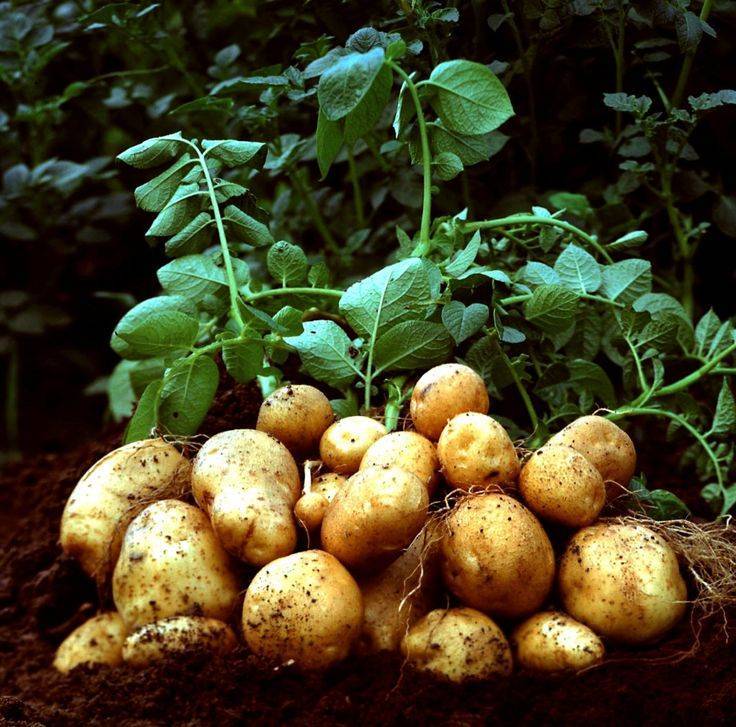 Картофель каратоп: особенности сорта