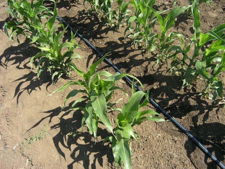 Как и когда сажать кукурузу на даче или в огороде: семенами и рассадой