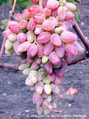 Описание и характеристика винограда сорта оригинал, посадка и уход