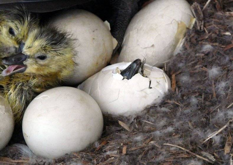 Сколько гусыня высиживает яйца и как ее высадить на гнездо