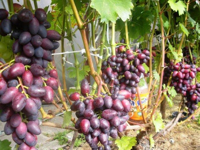 17 лучших мускатных сортов винограда