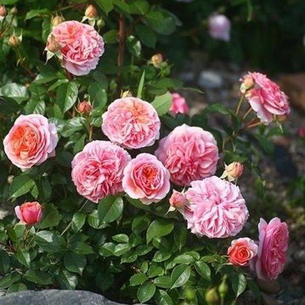 Полуплетистая роза чиппендейл: очарование и нежность в ярко-оранжевых тонах