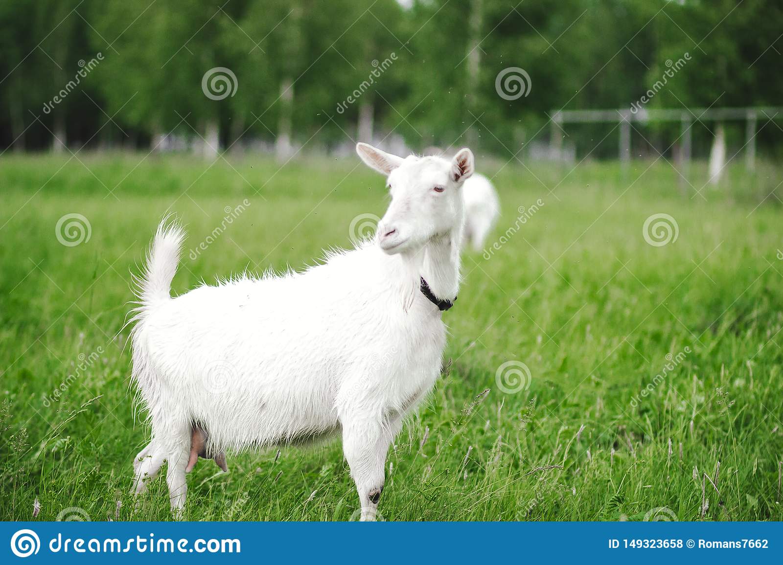 Домашняя коза — википедия переиздание // wiki 2