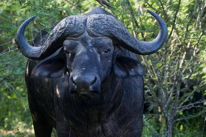 16 самых больших быков мира
