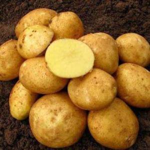 Сорт картофеля «голубизна»: характеристика, описание, урожайность, отзывы и фото