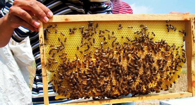 Способы зимовки пчёл в сибири
