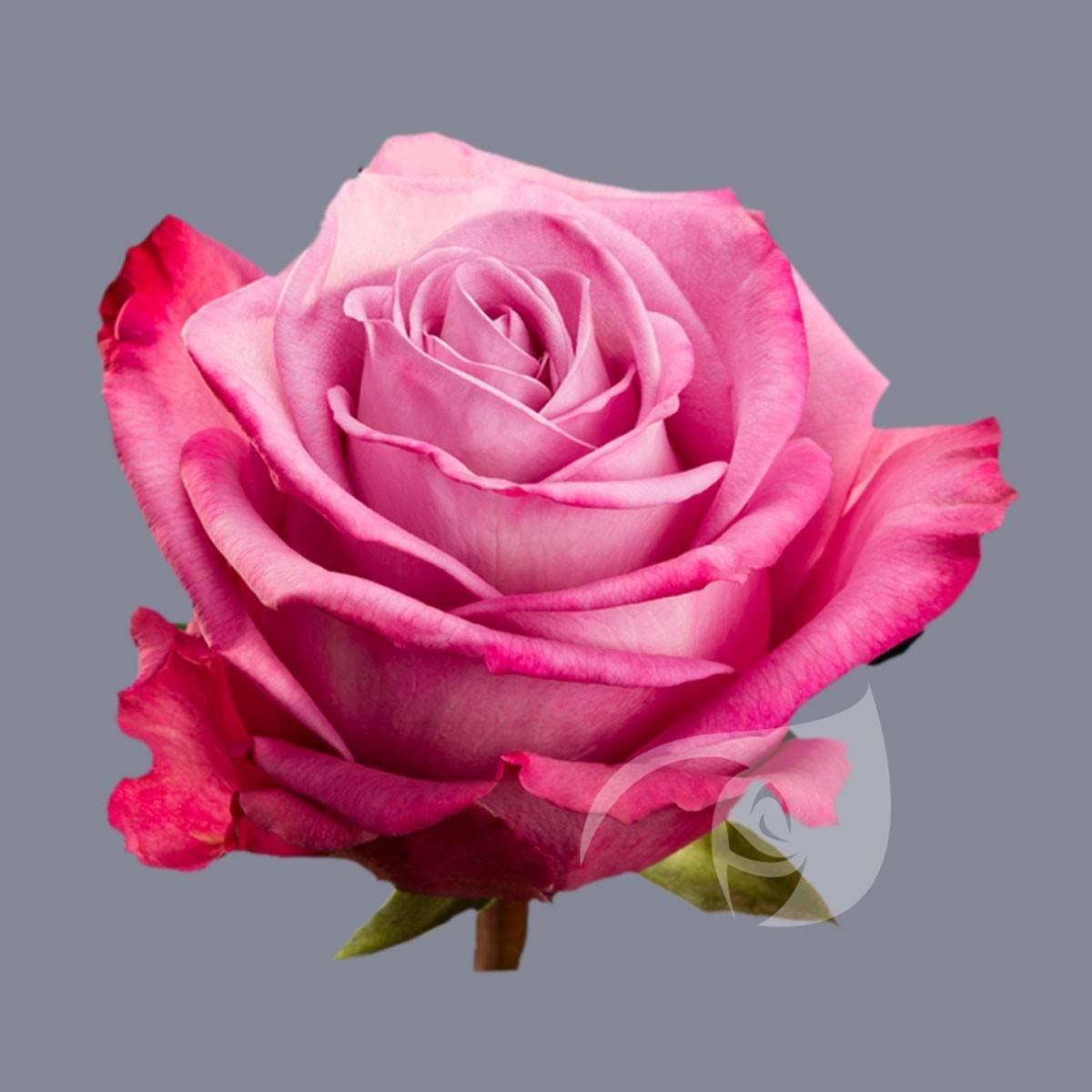 О розе Moody blues: описание и характеристики сорта чайно гибридной розы