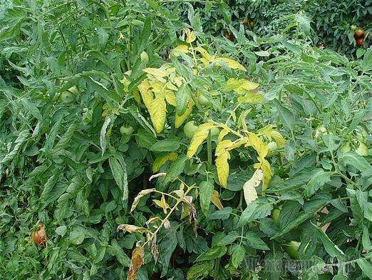 Почему у томатов желтеют нижние листья: что делать, чем подкормить рассаду