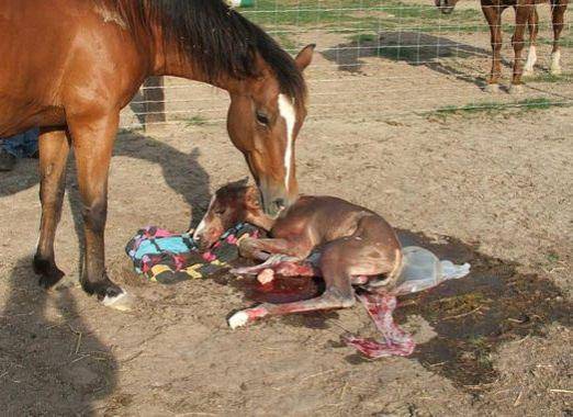 Сколько должна длиться беременность у лошадей