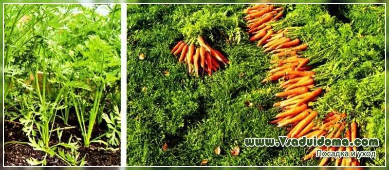 Посадка моркови на урале: сроки. морковь: выращивание на урале
