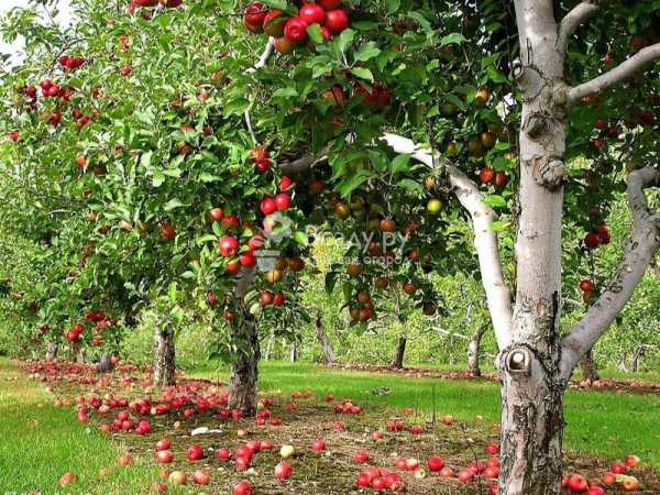 Колонновидные яблони: рекомендации по посадке, пересадке и уходу