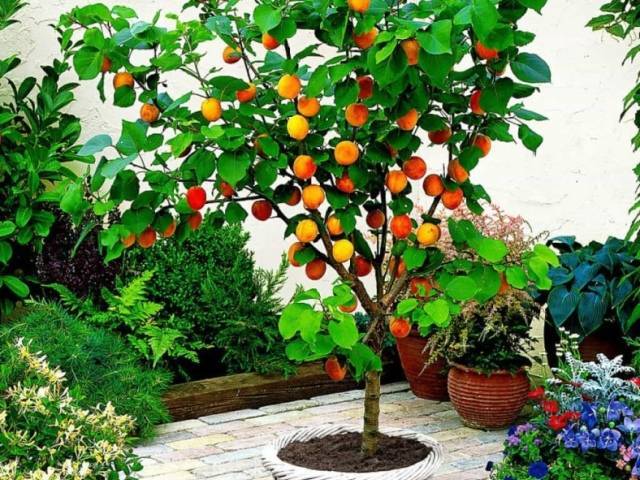 Лучшие сорта абрикоса с описание и фото