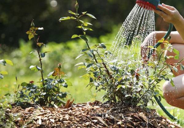 Возвратные весенние заморозки – как уберечь растения в саду и огороде