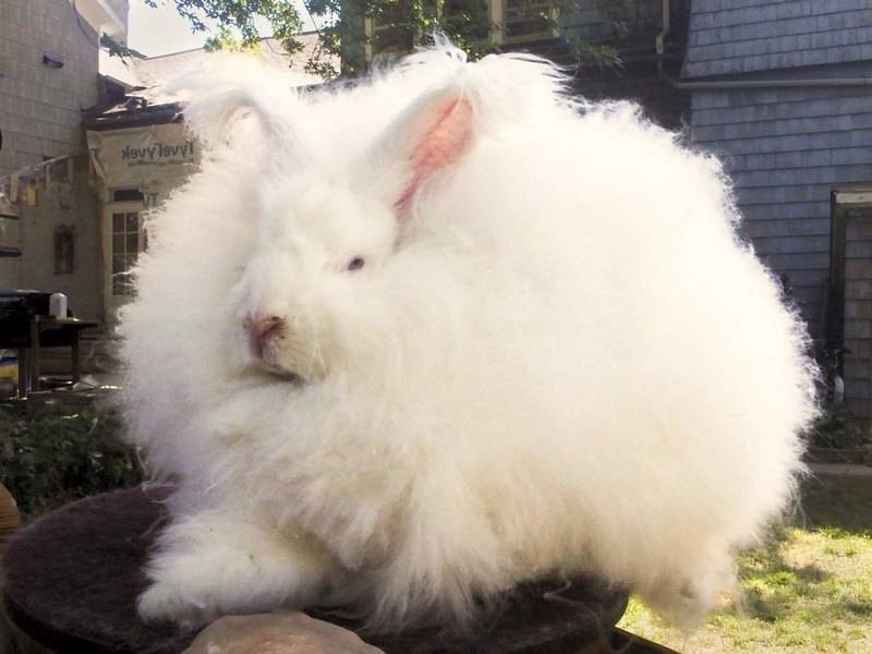 Ангорский кролик: описание и характеристика, условия содержания и уход за шерстью