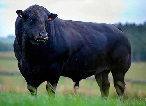Костромская порода коров: характеристика телок, быков, телят - фото и отзывы
