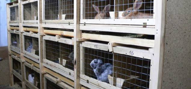 Клетки для кроликов – устройство конструкции, что должно быть внутри, особенности разных видов