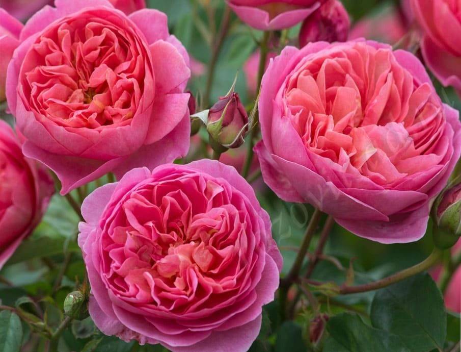 Английская роза боскобель фото и описание