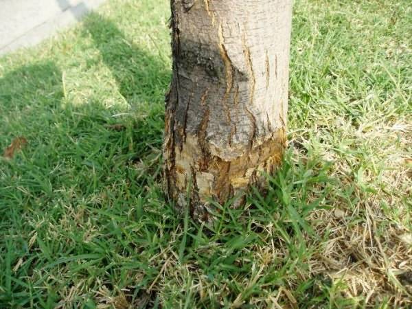Чем полить дерево, чтобы оно быстро засохло: как засушить, уничтожить