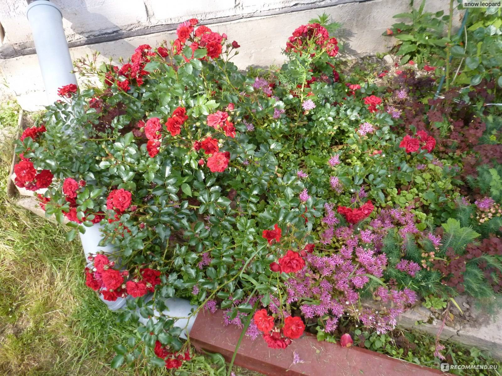 Выращиваем почвопокровные розы в своем цветнике