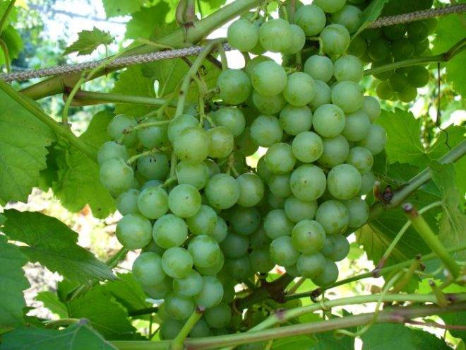 Посадка и выращивание винограда на урале: 5 советов и пошаговая инструкция