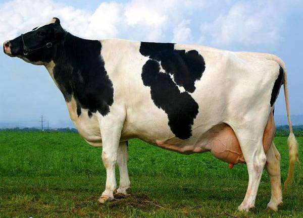 О молочных породах коров (характеристики и факторы, влияющие на продуктивность)