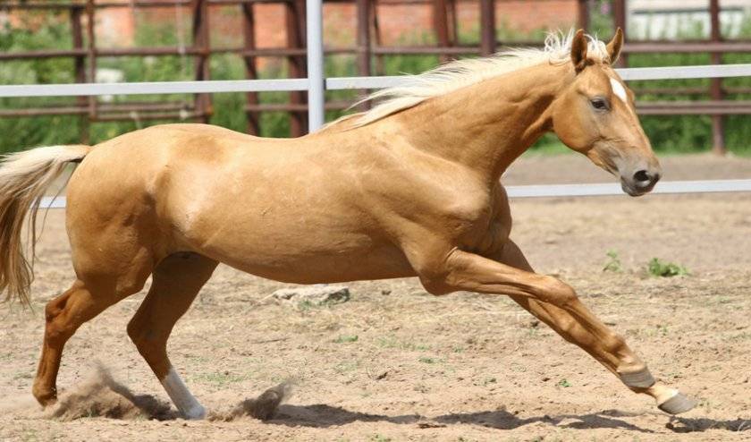 Масти лошадей:названия и фото