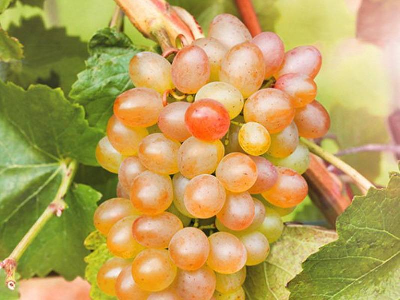 Виноград княгиня ольга: описание сорта, характеристики, особенности выращивания, болезни и вредители, и фото