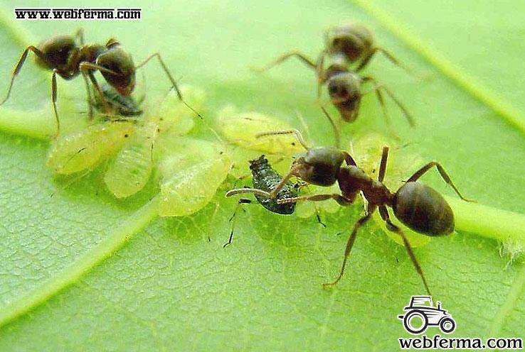Рецепт борной кислоты от муравьёв