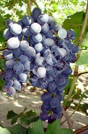Сорт винограда викинг — описание сорта, особенности посадки и выращивания