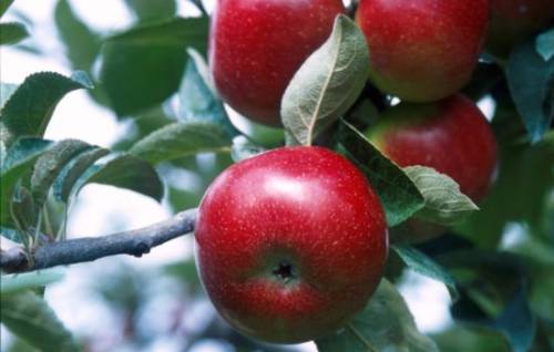 О зимостойких сортах яблонь: самые морозоустойчивые и неприхотливые яблони