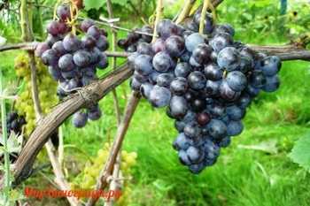 Виноград "восторг черный": описание сорта, фото, характеристика и особенности, советы по борьбе с вредителями