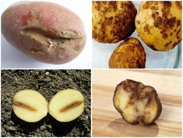Картофель отрада: характеристика и особенности агротехники