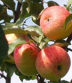 Яблоня 'боровинка' — википедия. что такое яблоня 'боровинка'