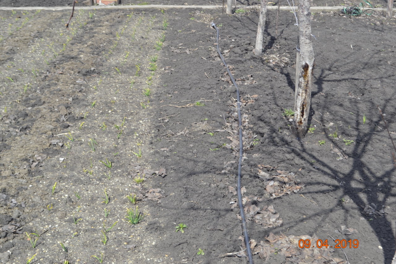 Обработка лука-севка перед посадкой весной 2019 года, как правильно обрабатывать лук перед высадкой, готовим правильную почву