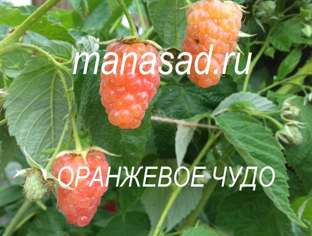 Малина обыкновенная