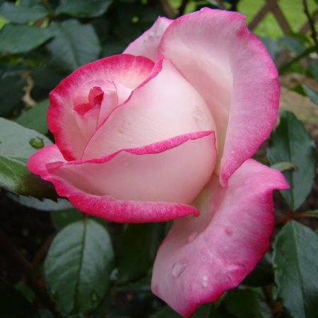 Роза флорибунда посадка и уход в открытом грунте лучшие сорта с фото названиями и описаниями