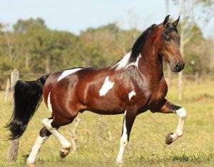 Способы и виды бега лошади (аллюры): шаг, рысь, иноходь, галоп