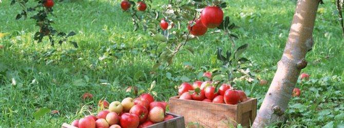 Узнаем, чем обработать яблони от червей в яблоках. советы профессионалов