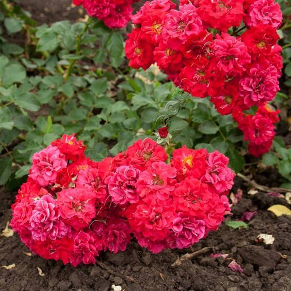 О розе Hello: описание и характеристики, выращивание сорта почвопокровной розы