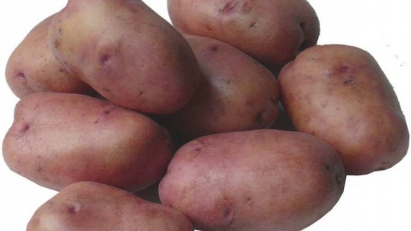 Сорт картофеля рябинушка характеристика отзывы