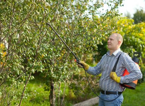 Болезни и вредители плодовых деревьев: описание и методы борьбы