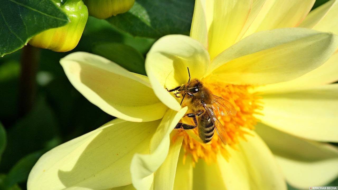 Правильный уход за пчелами весной