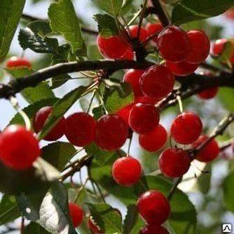 Описание и характеристика сорта вишни призвание