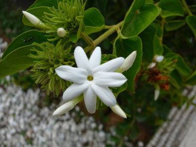 Цветок жасмин – описание, как выглядит, можно ли выращивать дома, особенности разных видов