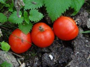 О томате мармеладный: правила посадки, ухода, выращивания, размножения