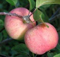 Устойчивая к суровому климату яблоня горный синап