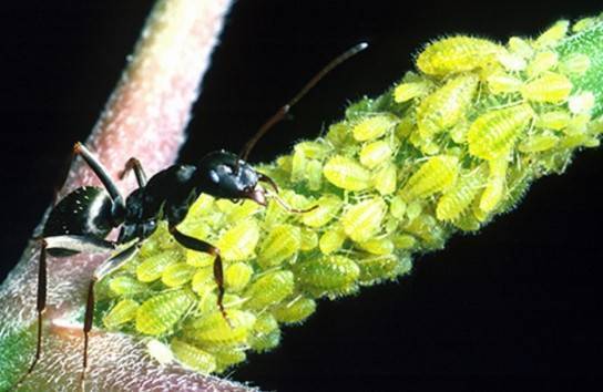 О муравьях на клубнике: что делать, как избавиться, чем обработать куст